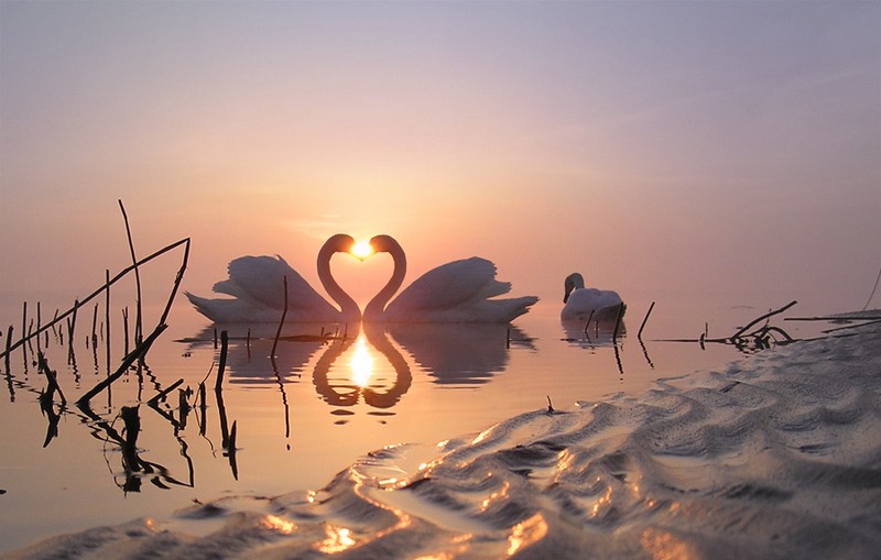 Лебеди и красивый закат.jpg