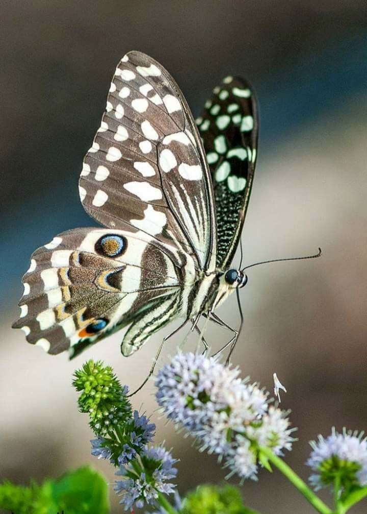 бабочка 1.jpg