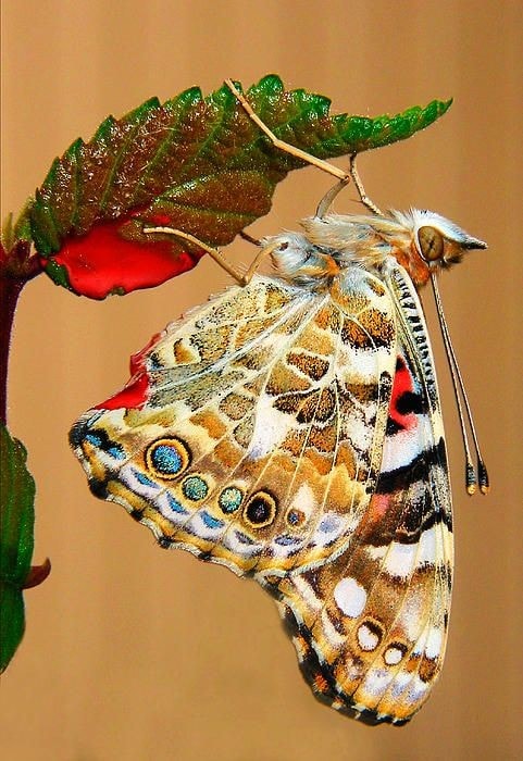 бабочка 2.jpg