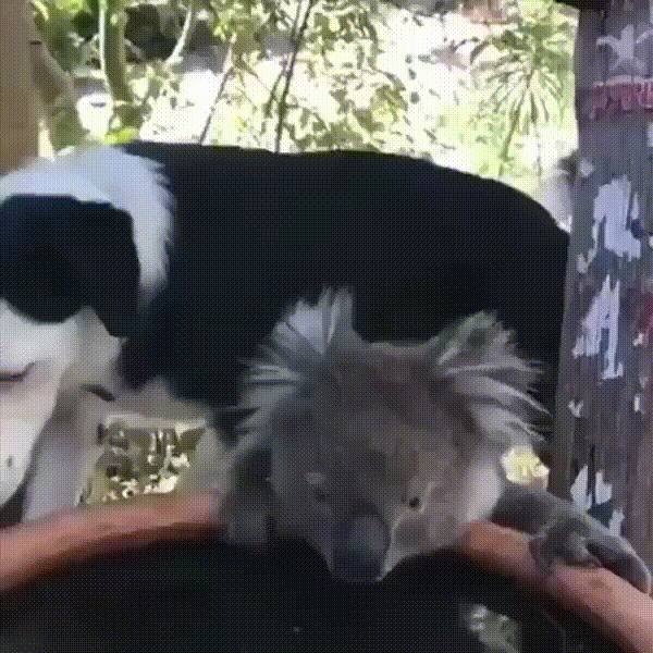 гифки-живность-собака-коала-5736385.gif