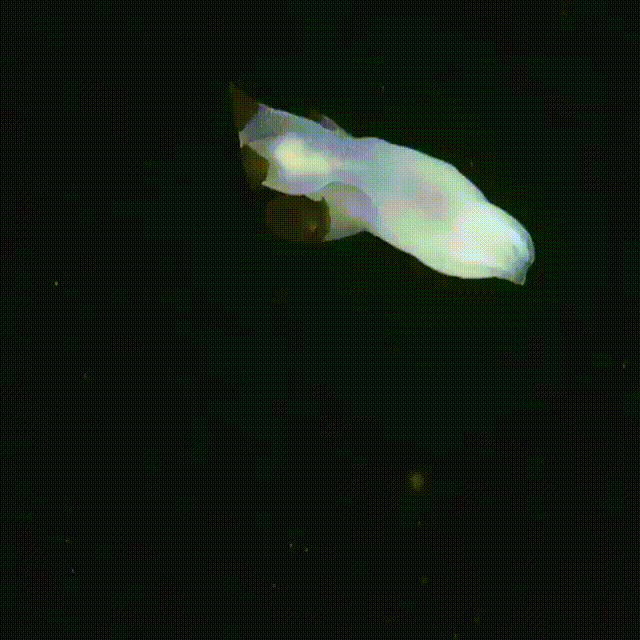 гифки-подводный-мир-моллюск-5742601.gif