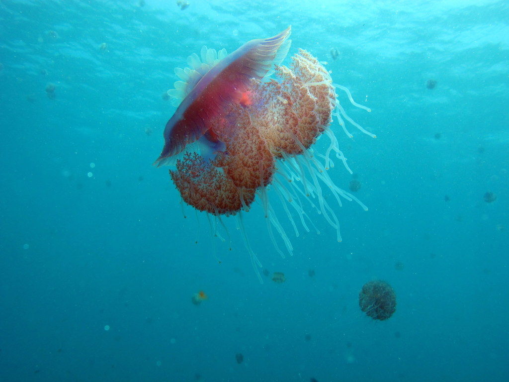 медуза-6.jpg