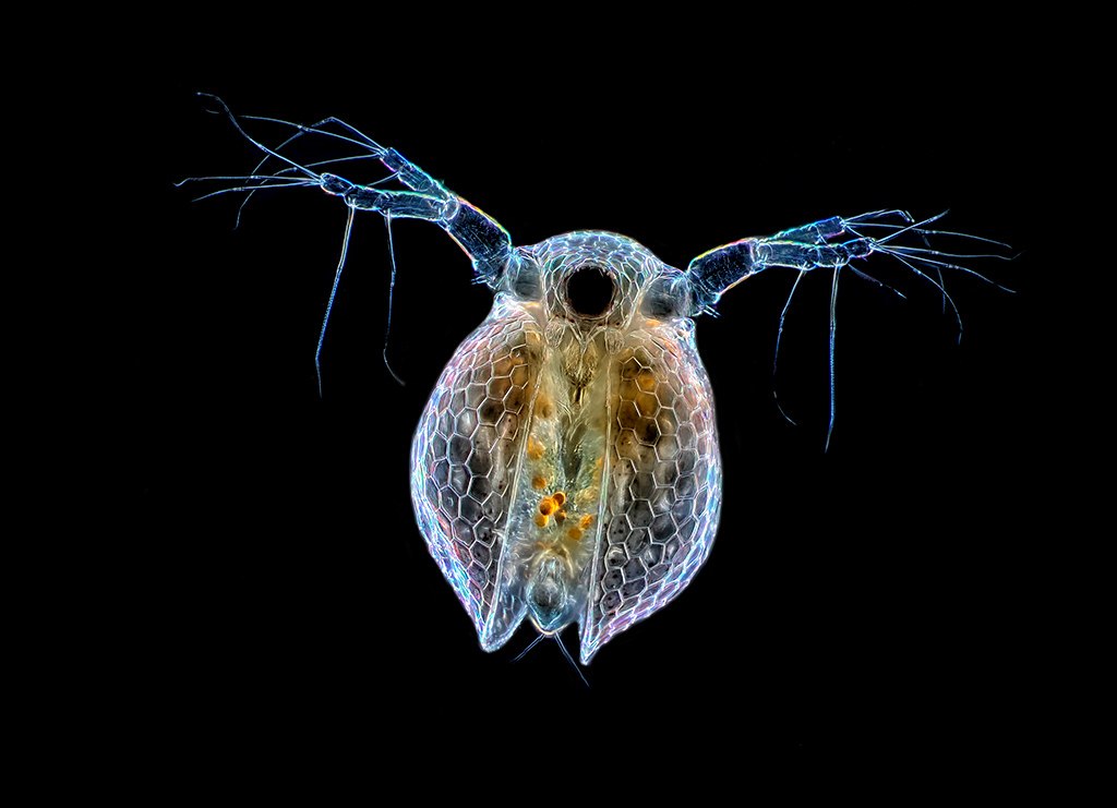 планктон ракообразные.jpg