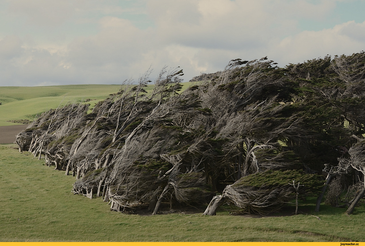 укладка-ветер-Новая-Зеландия-деревья-3398533.jpeg