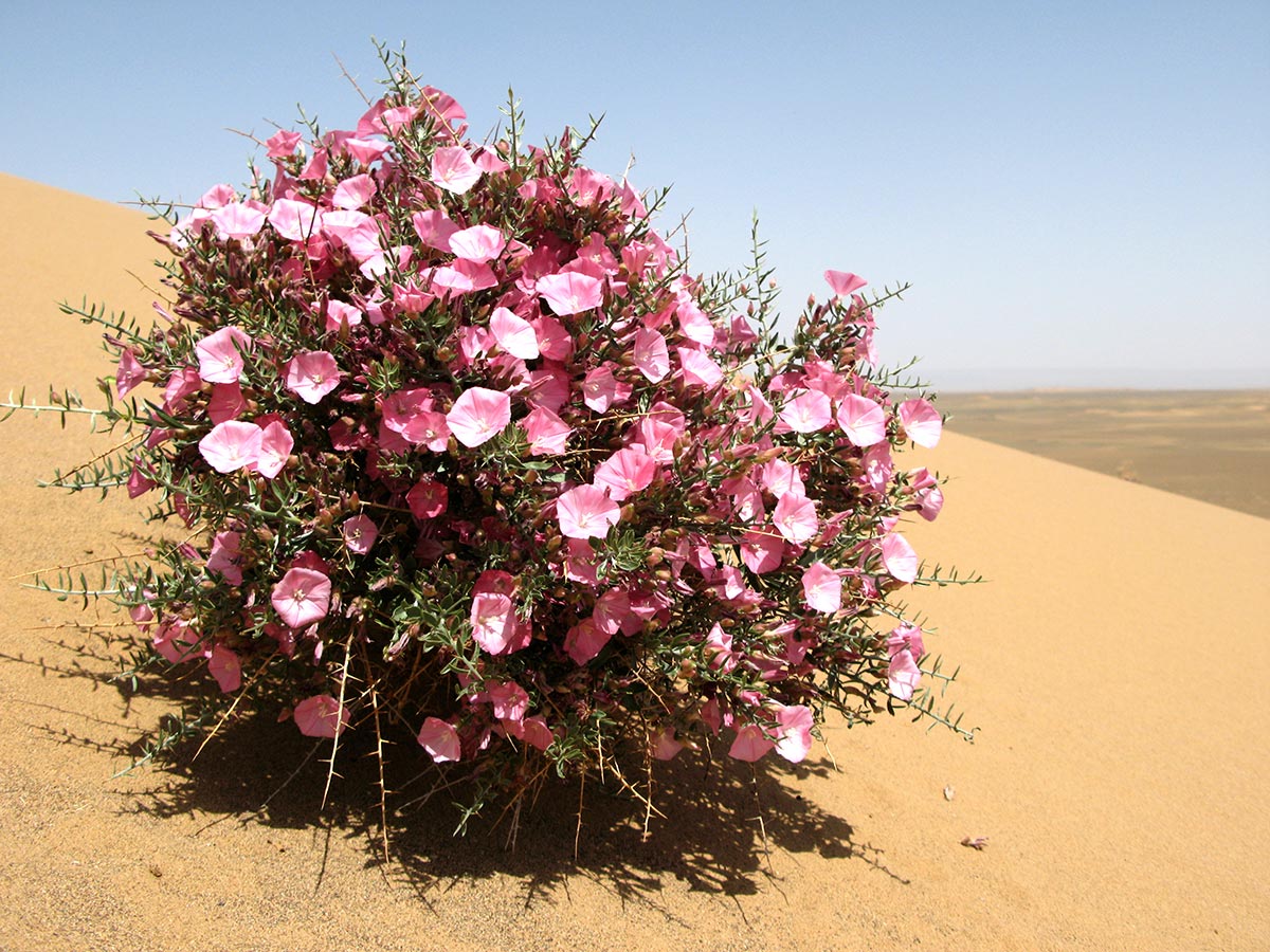 цветы в пустыне.jpg