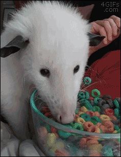 01-funny-gif-303-pet-possum-eats-cereal-with-her-human.gif