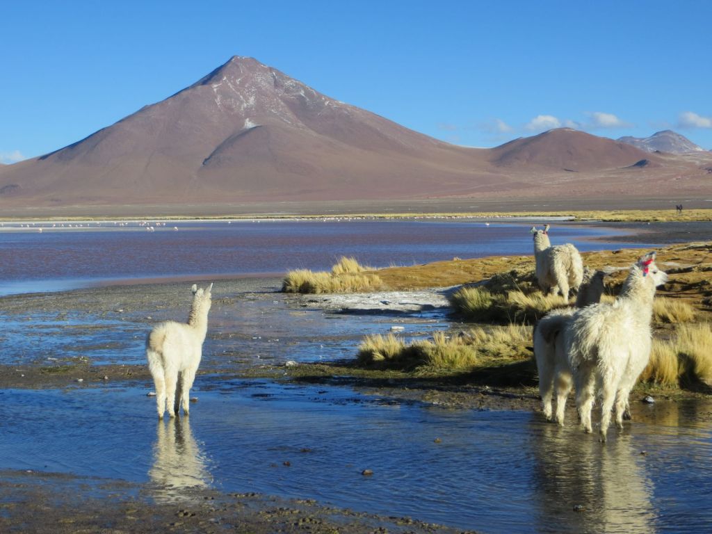 039-40-La-Laguna-Colorada.jpg