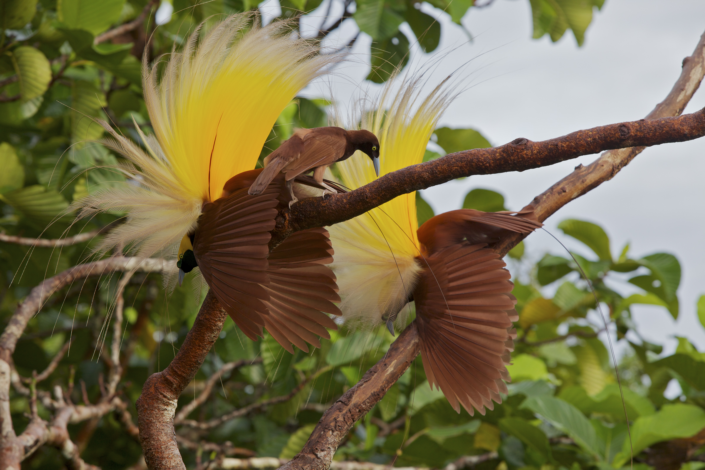 06_birds_of_paradise.jpg