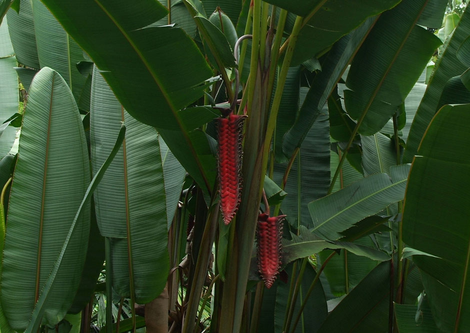 1-Heliconia_mariae.jpg