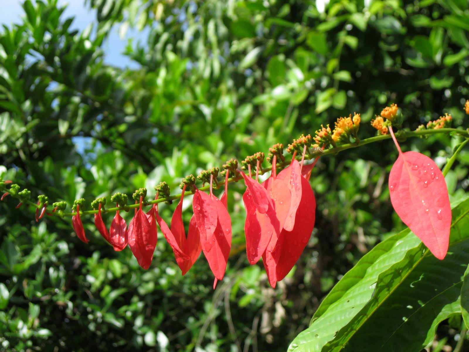 10._Wild_flowers_in_the_Rainforest_.JPG