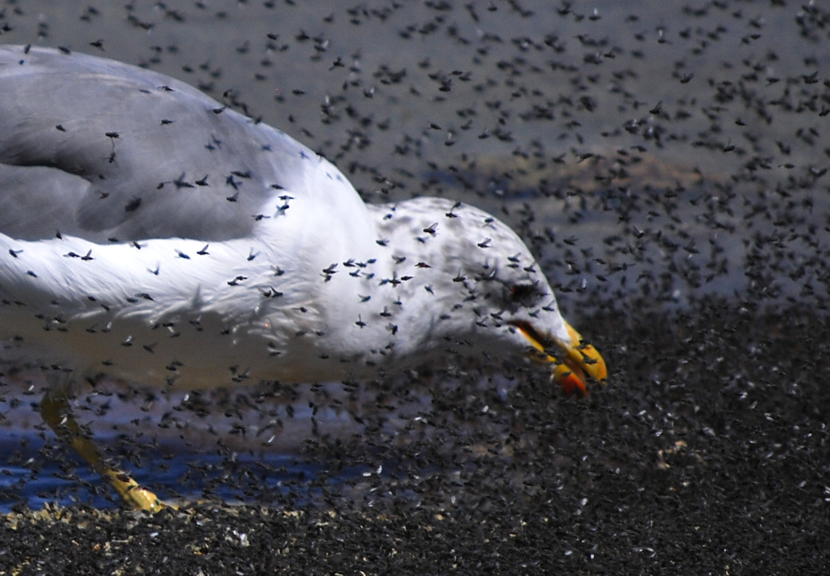 110903-flies-02-12.jpg