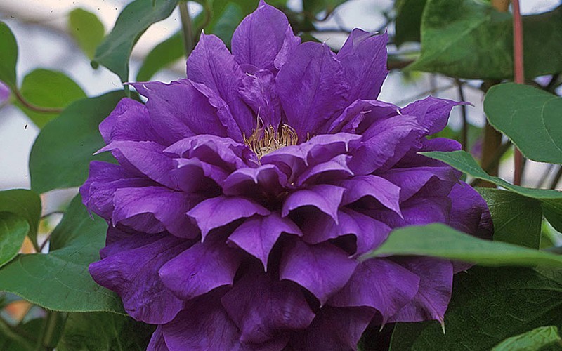 11129-Franziska-Maria-Clematis.jpg