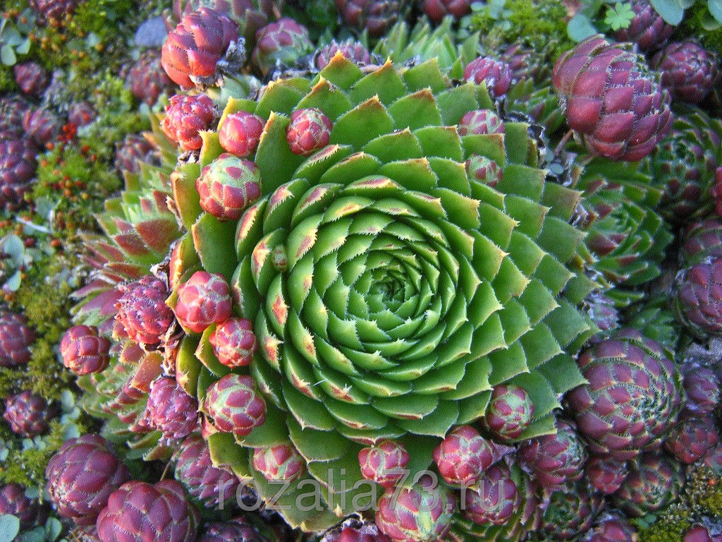 125076704_w640_h640_sempervivum2.jpg