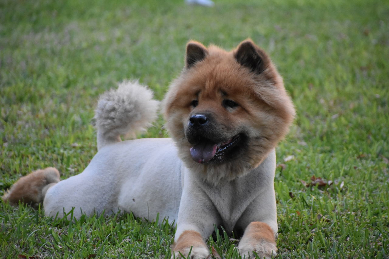 1280-612656148-red-chow.jpg