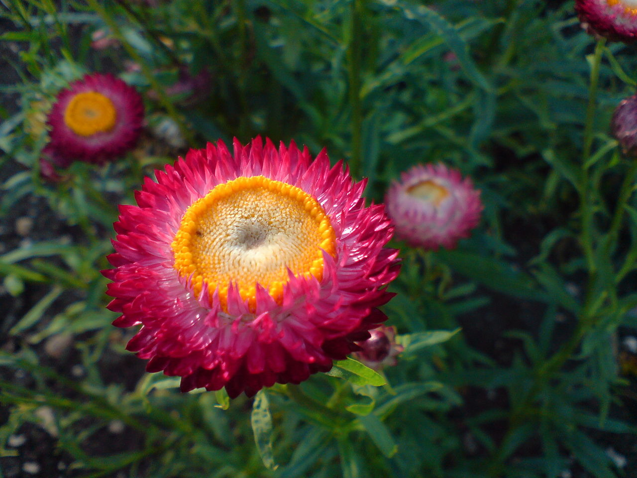 1280px-Helichrysum_bracteatum_(Garten-Strohblume)-3.JPG