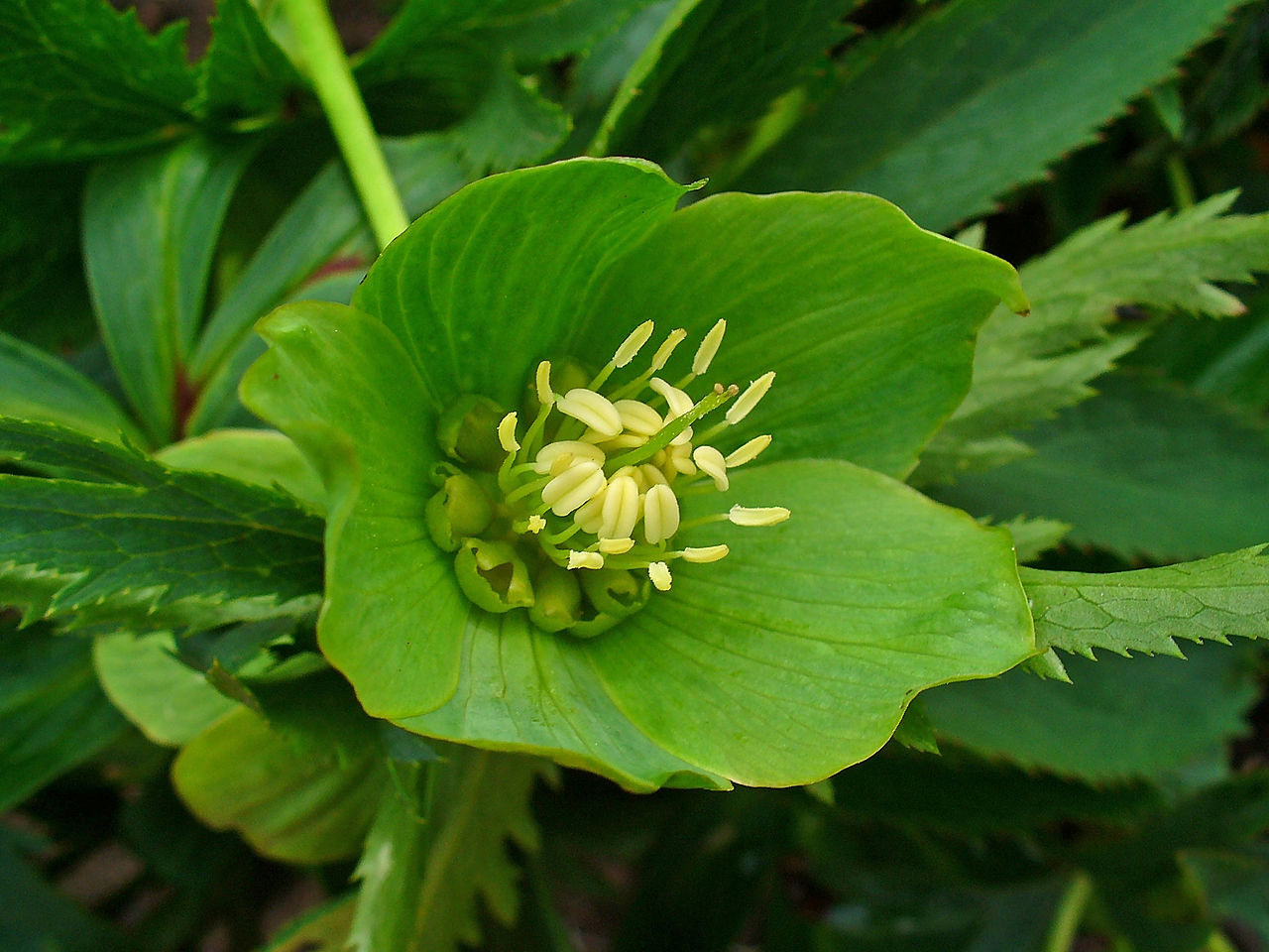 1280px-Helleborus_viridis_003.JPG