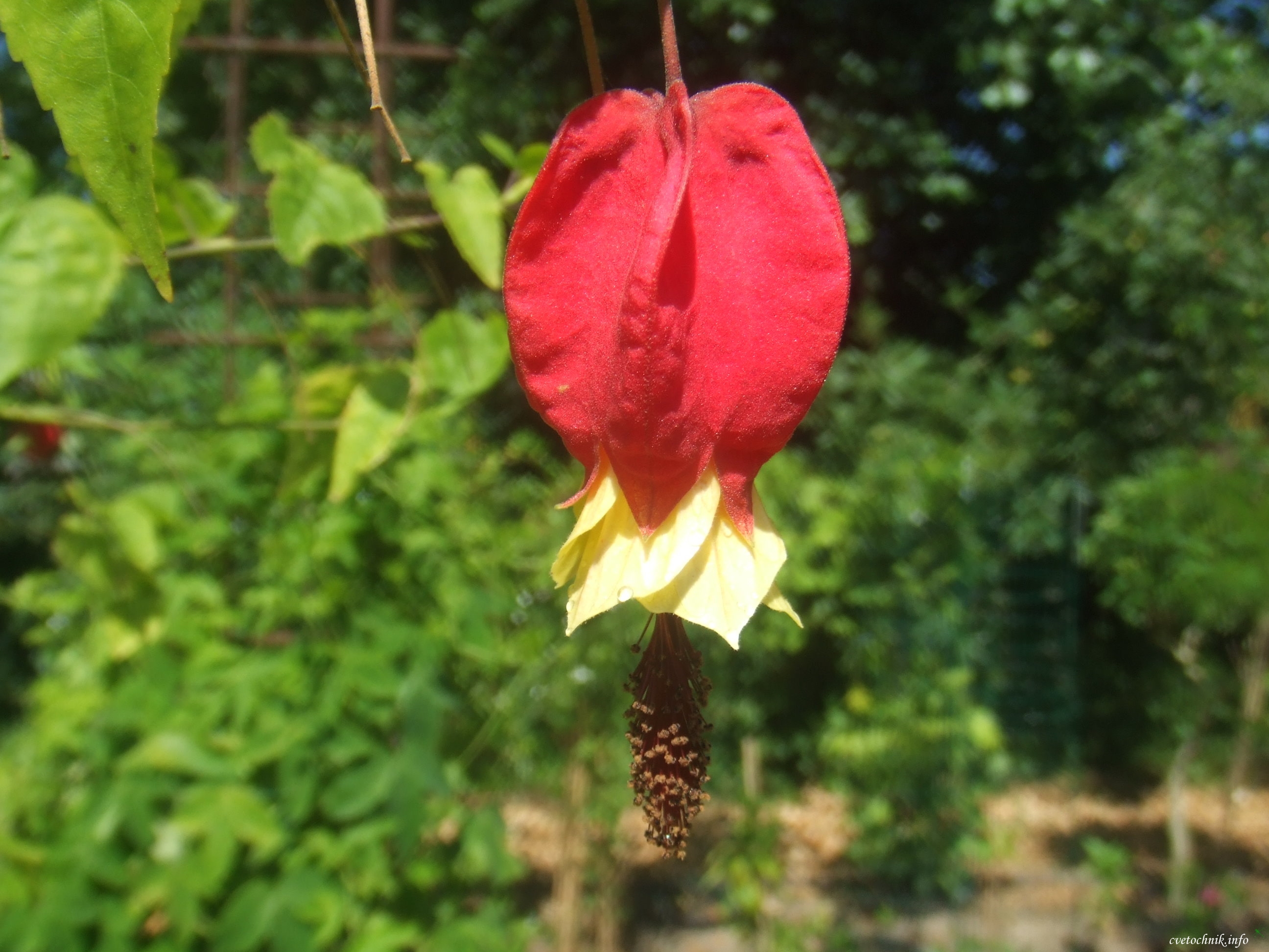 1366894650_Abutilon_megapotamicum11.jpg