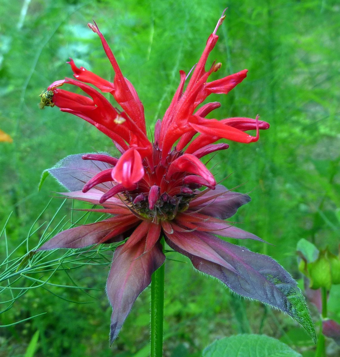 14-bee-balm.jpg