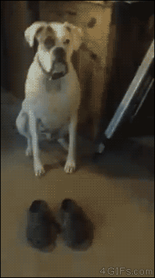 1462536533_prikol-2.gif