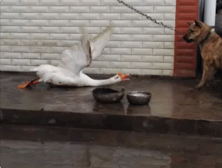 1462536658_prikol-10.gif