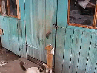 1462536664_prikol-8.gif