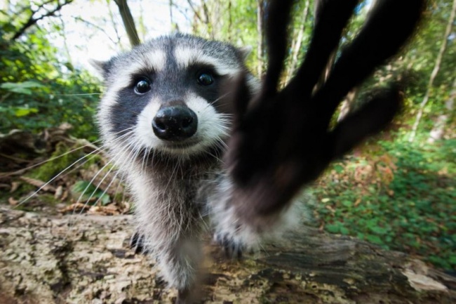 15044710-funny-raccoon-840x560_zpsb5f70ac7-650-3d259654bd-1484580243.jpg