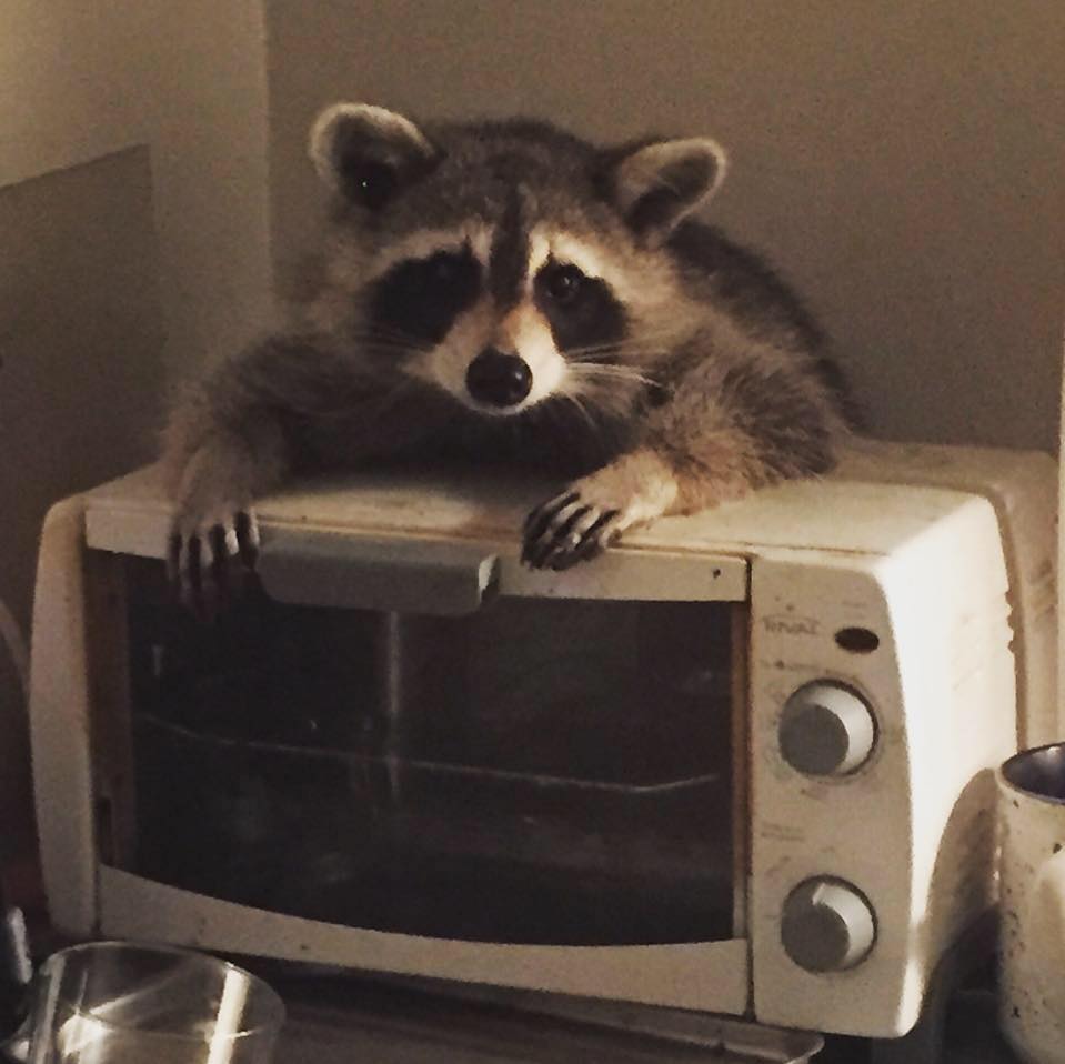 1537453126847-raccoon.jpeg