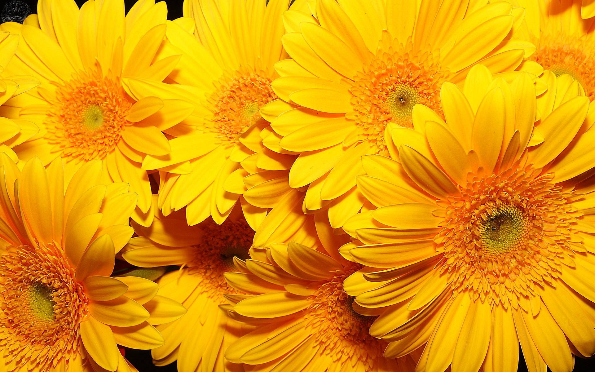 166823-yellow-flower-wallpaper-hd.jpg