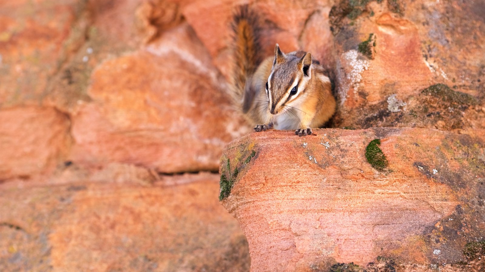 173573-Zion-National-Park-And-Vicinity.jpg