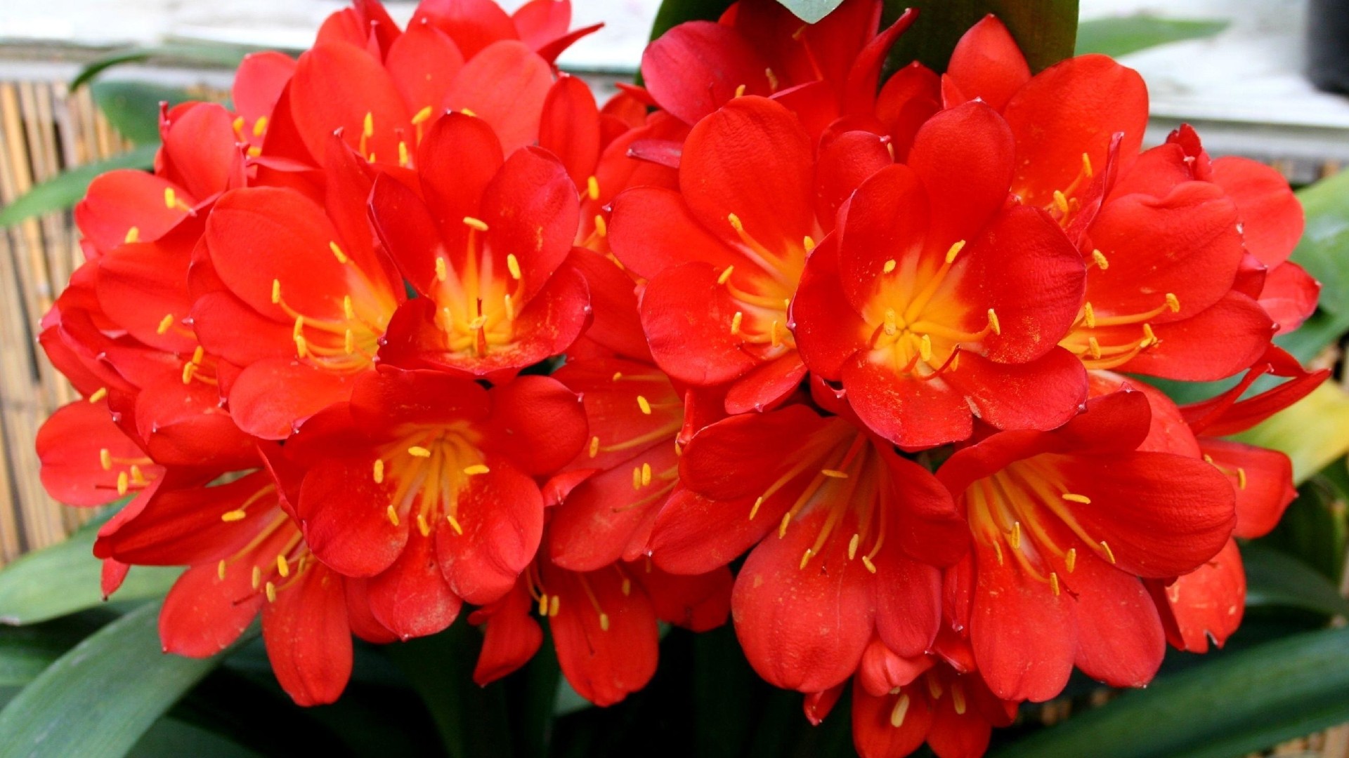 1920x1080_flower-komnatnyij-tsvetok-clivia-leaves-indoor.jpg