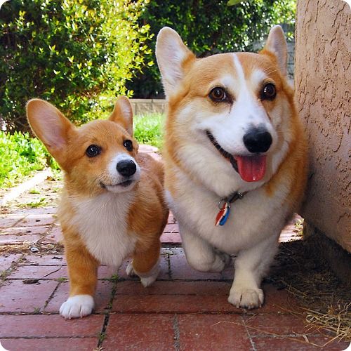 1b70cc543aa87b65e5c39682a4817743--corgi-puppies-puppy.jpg