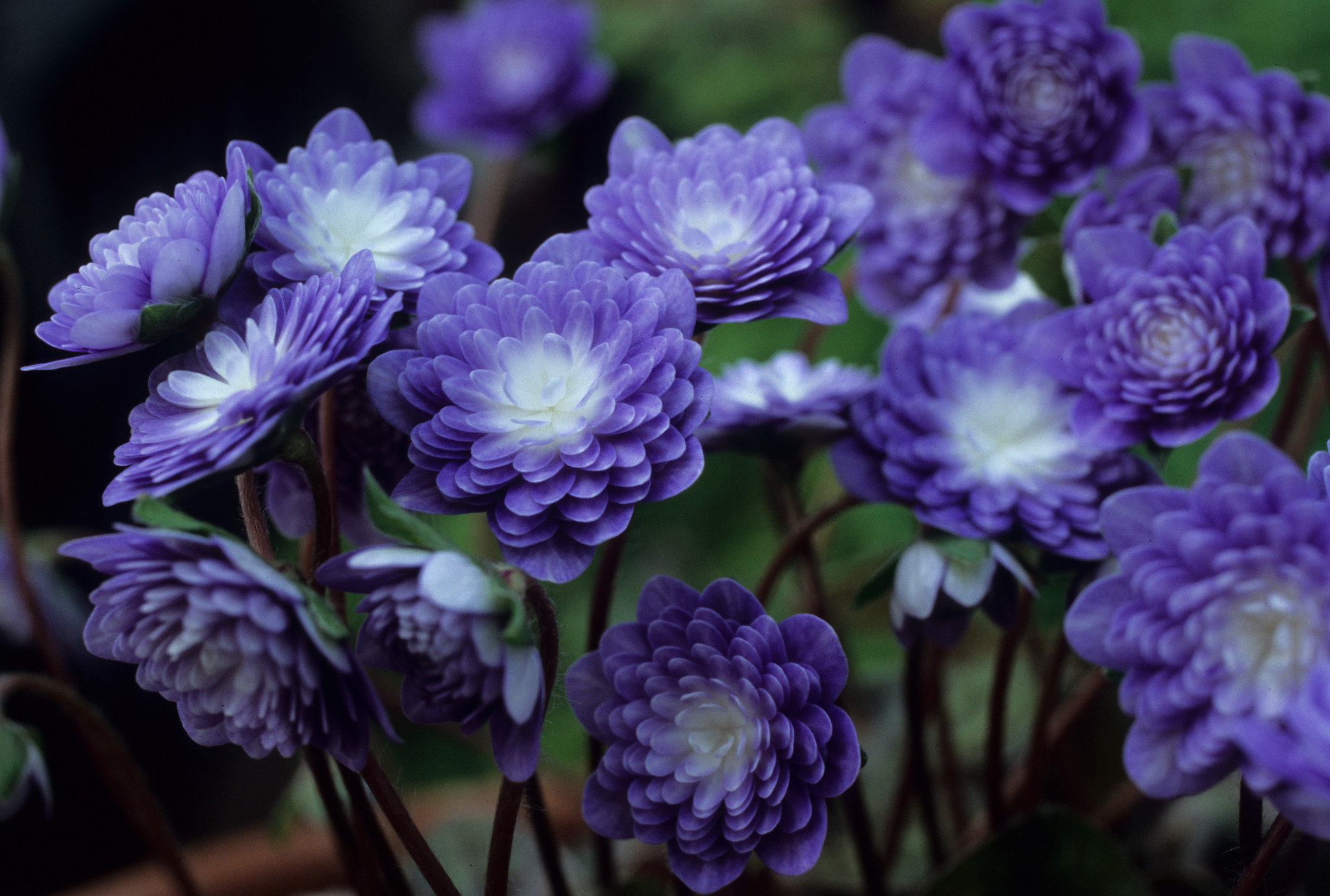 2-hepatica-daishihou-ras-3-2007jpg-15def31b2053f9a7.jpg