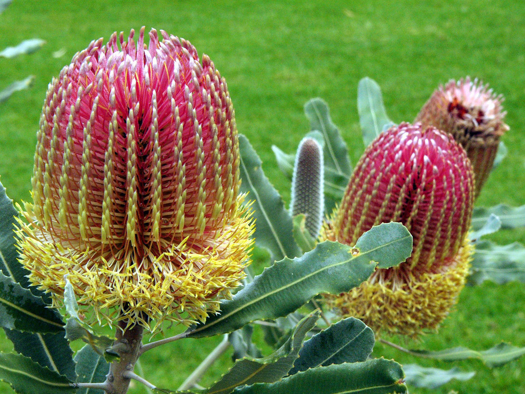 20060426_2079_Perth_BotanicalGarden_MenziesBanksia-XL.jpg