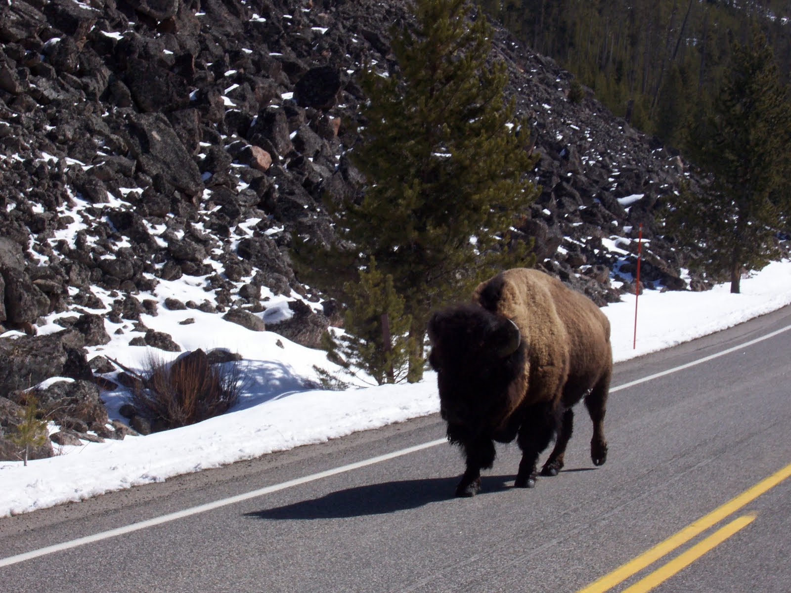 2010 Yellowstone Ride 009.JPG