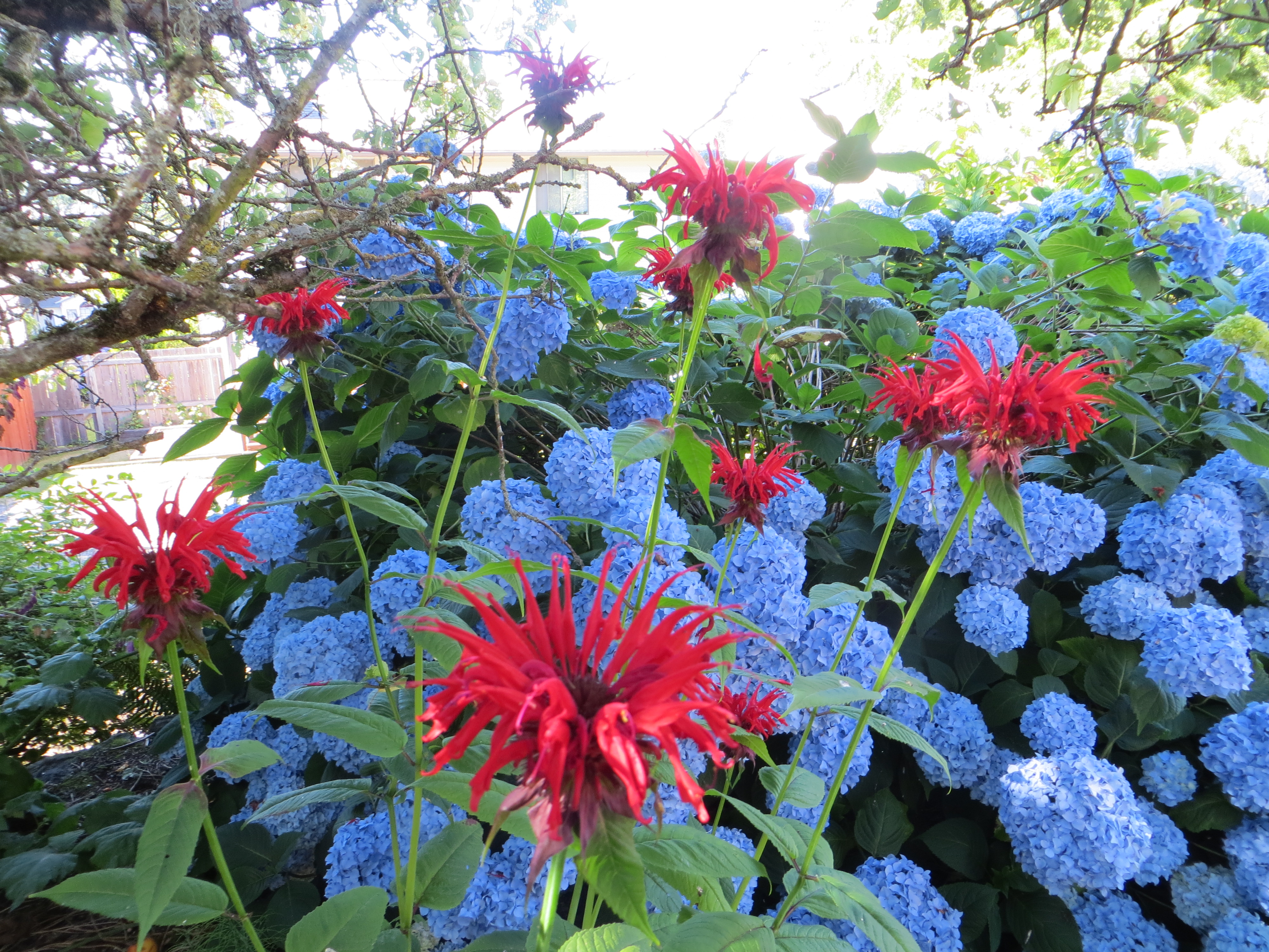 2013-Miscell-2432-Monarda-didyma-Jacob-Cline-bee-balm.jpg