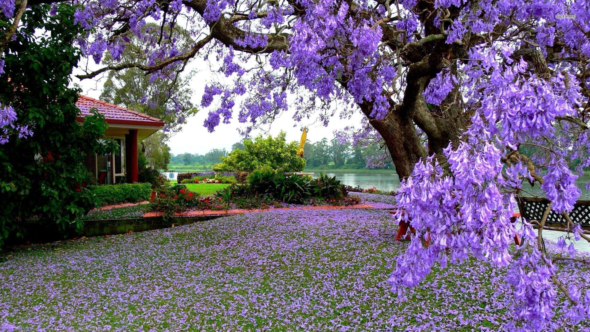 20212-purple-blooming-tree-in-the-garden-1920x1080-photography-wallpaper.jpg