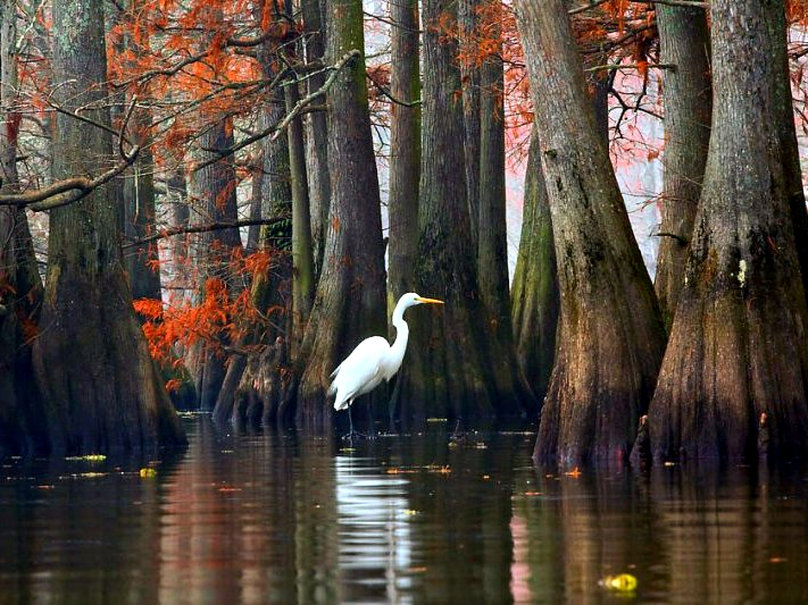 21173__caddo-lake-texas_p.jpg