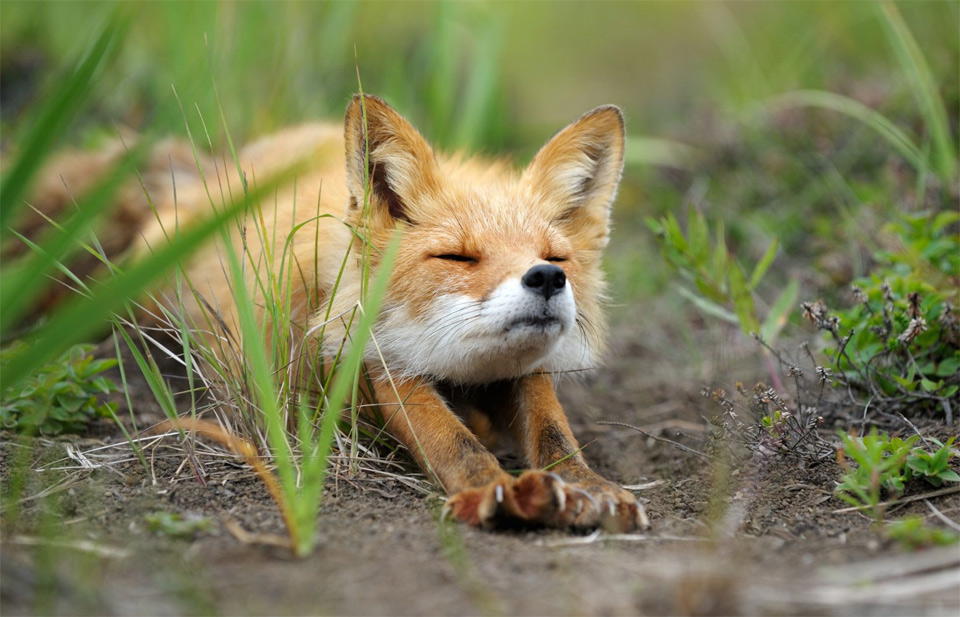 2stretching-fox.jpg