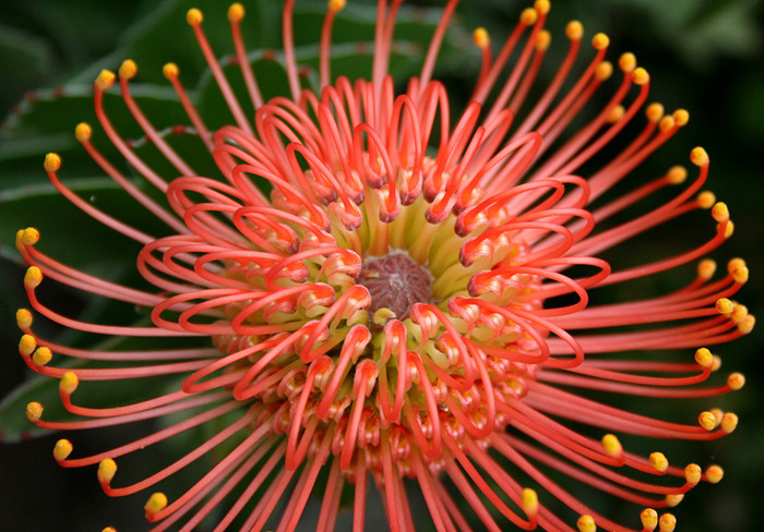 56884576_1269432539_leucospermum_cordifolium.jpg