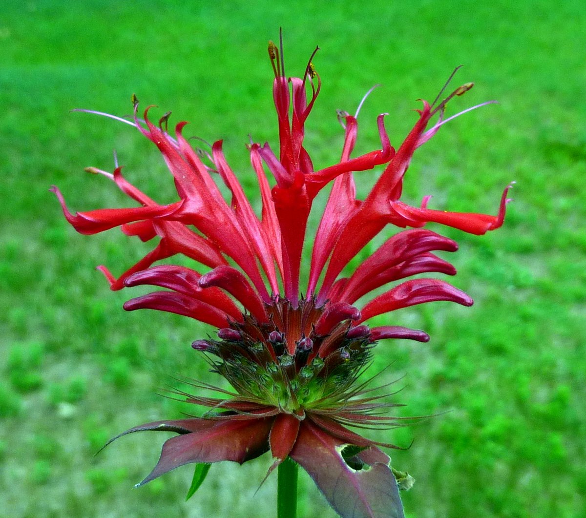 6-bee-balm-blossom.jpg