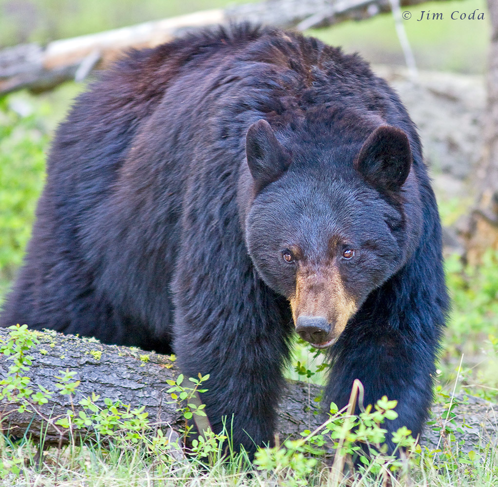 642_1_mg_2830_black_bear_sow_yellowstone_national_park.jpg