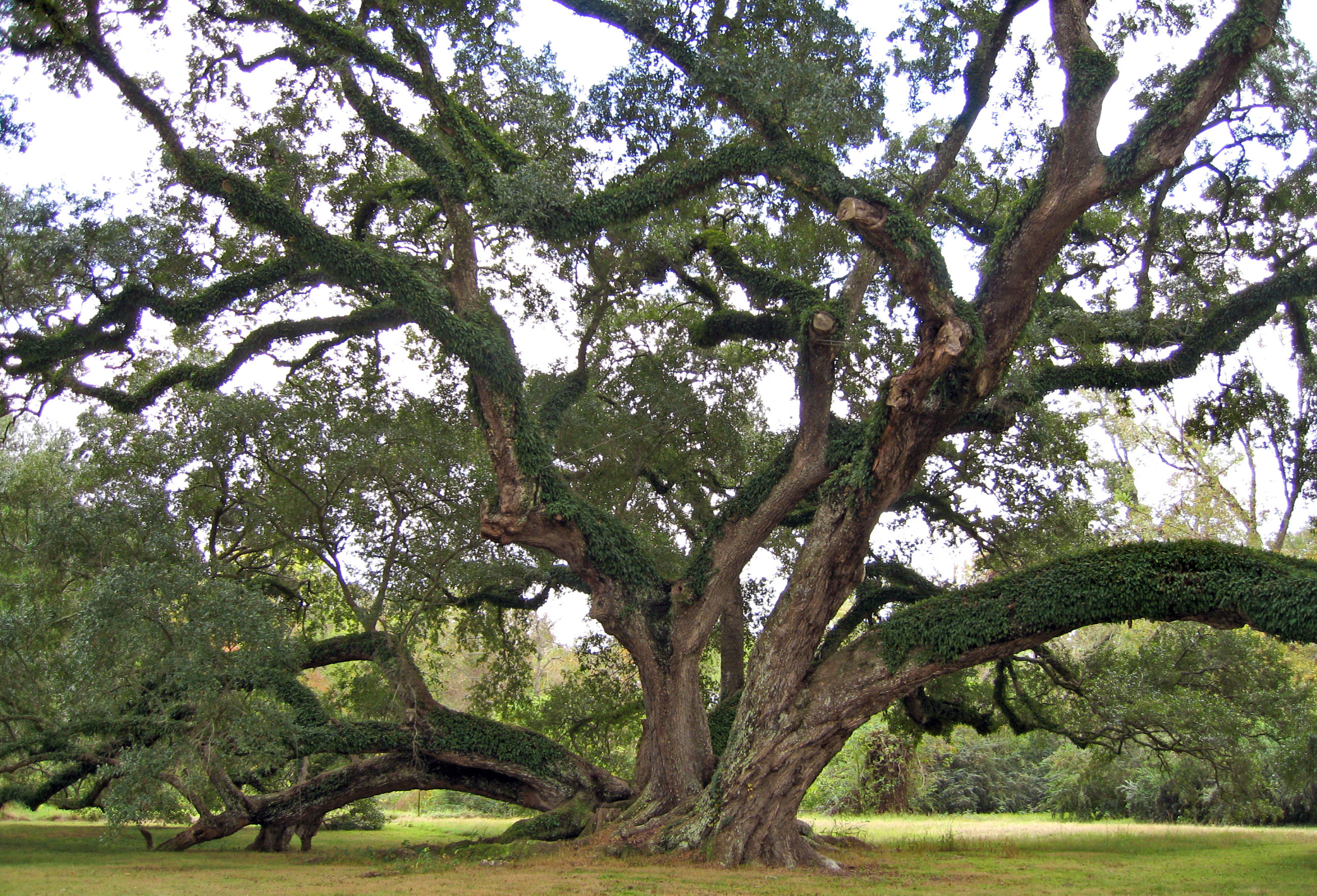 7-brothers-oak_crop6.jpg