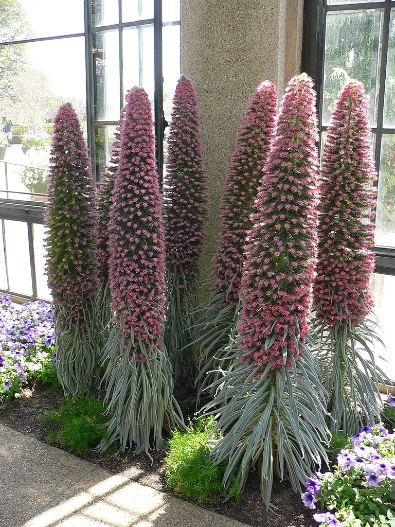 768px-Echium_wildpretii_6.jpg