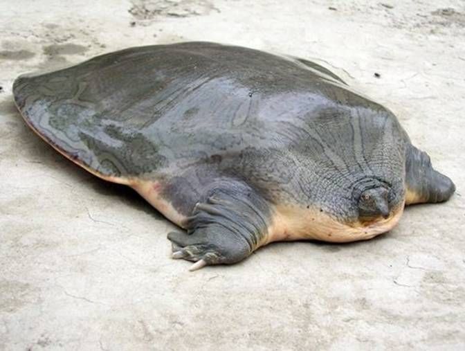 78528cff3a5b0415e506177c38104d1c--yangtze-giant-softshell-turtle-endangered-turtles.jpg