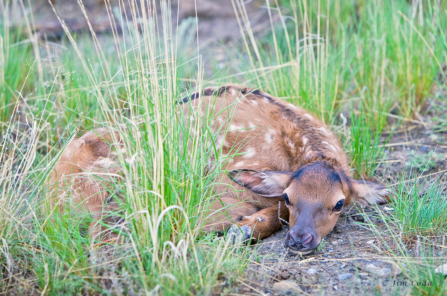 788_1_04p3376_elk_calf_yellowstone_national_park_final.jpg