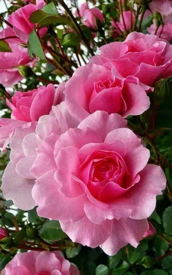 7f0c86479819b8eb4d3cb61b3690ac1e--pink-flowers-pink-roses.jpg