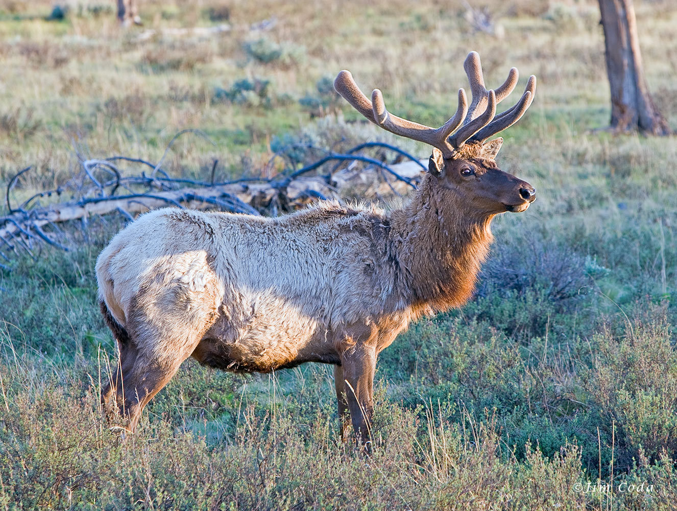 802_1_04p3019_bull_elk_in_velvet_yellowstone_national_park.jpg