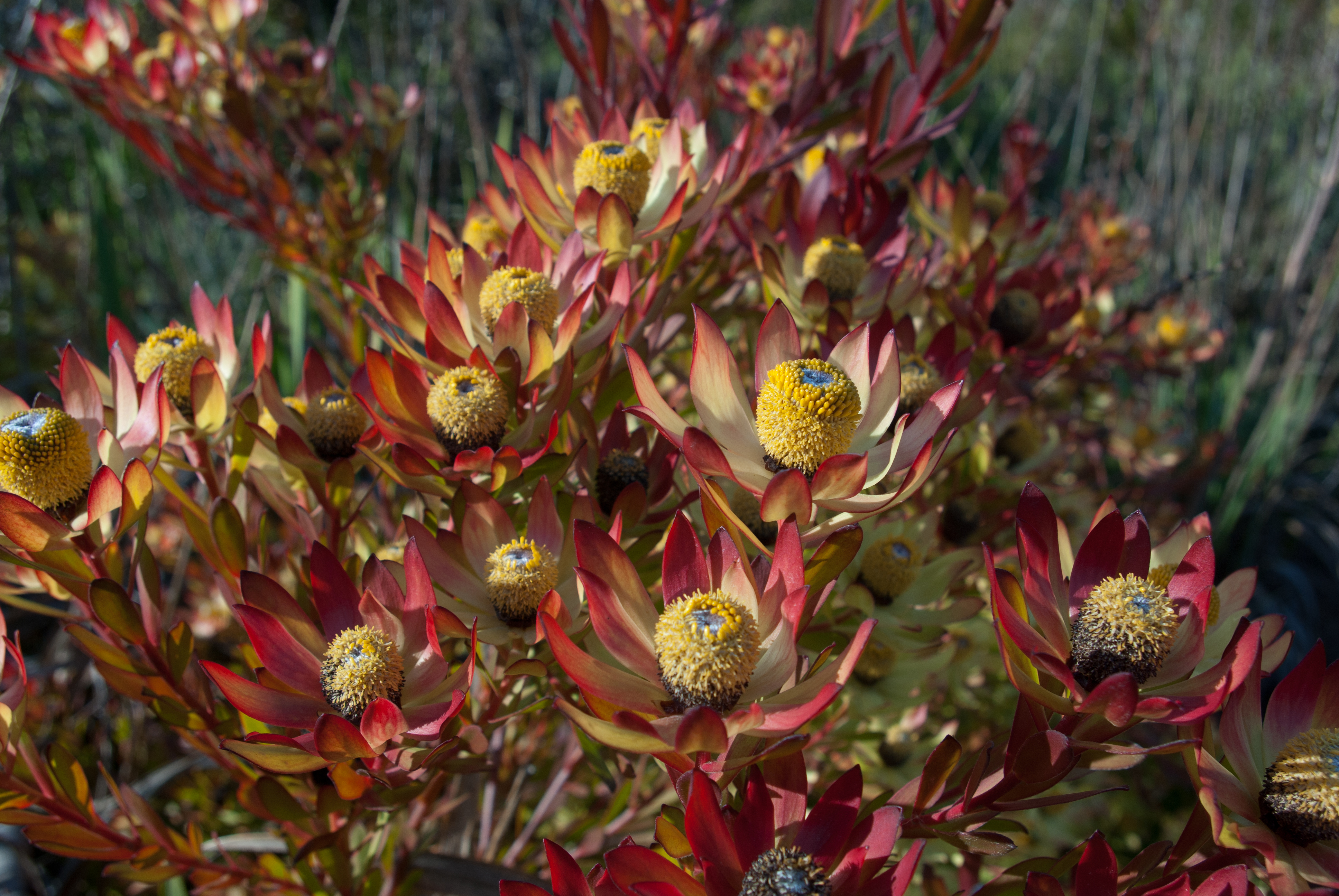 9-11-15-Leucadendron.jpg