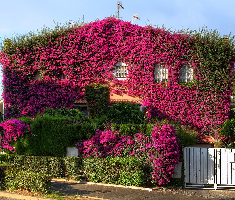 96077563_large_Bougainvillea05__1_.jpg