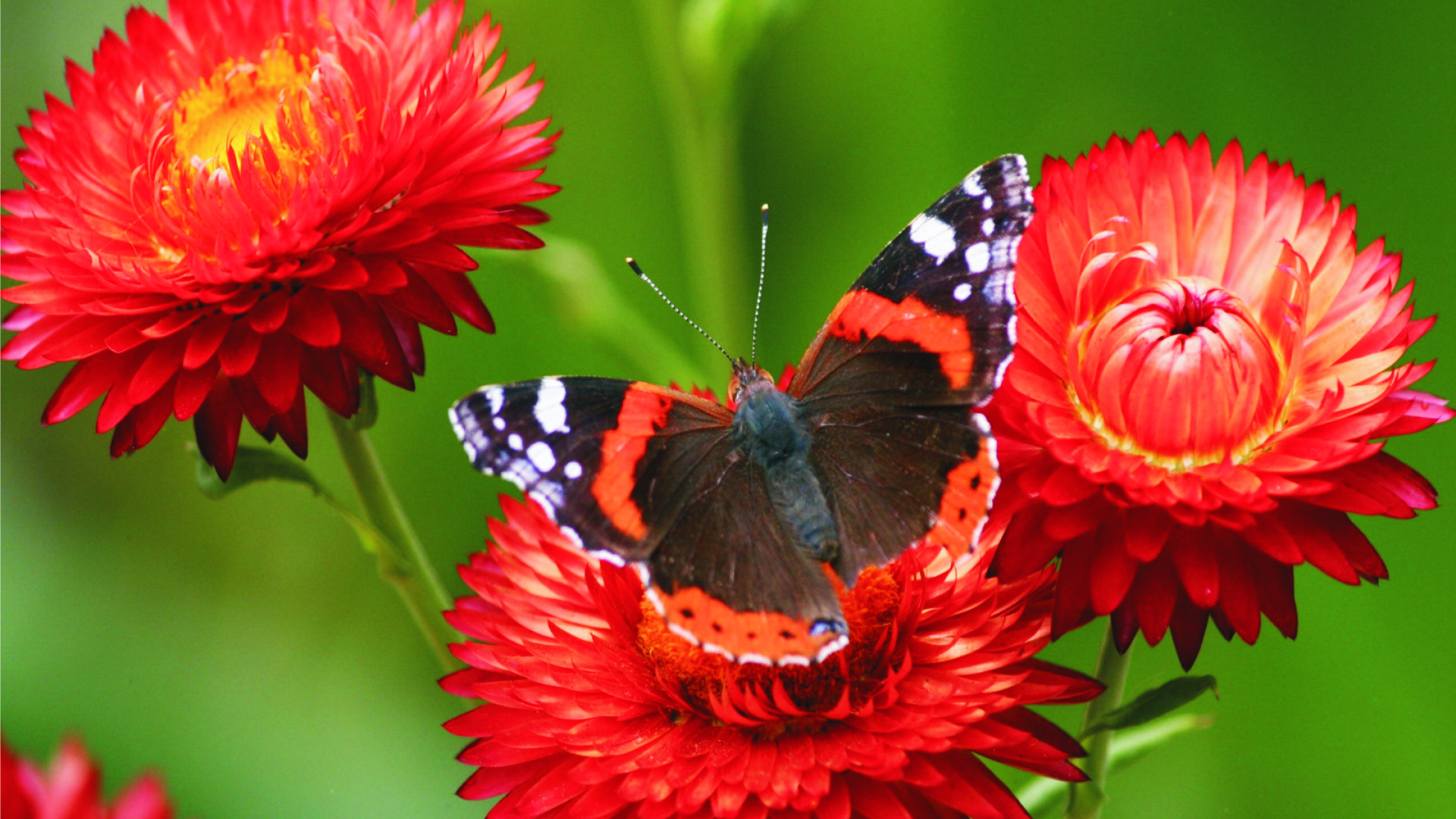 A-butterfly-on-some-red-peonies-HD-wallpaper_1920x1080.jpg